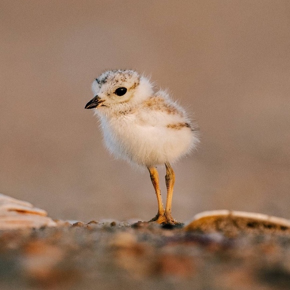 Meet your Posher, Ty - Picture 1 of 1